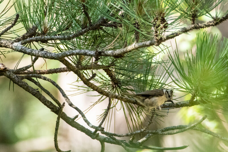 Mésange huppée dans la Drôme